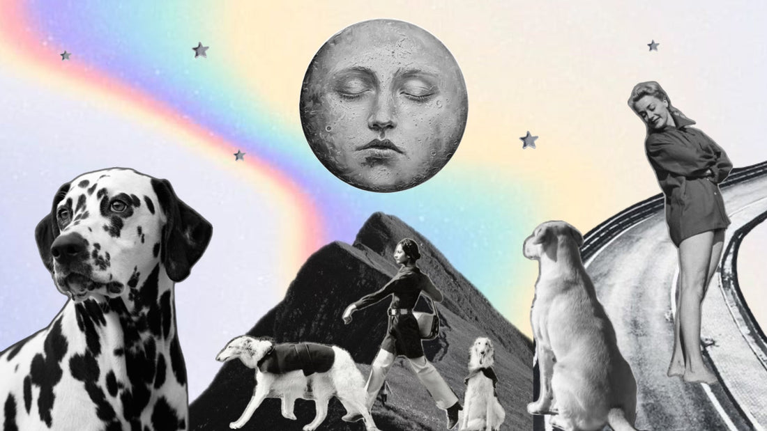 Reflective Dog Accessories: Keep Your Pup Safe and Stylish